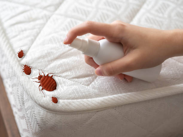 Best Local Pest Control Services  in Clairton, PA